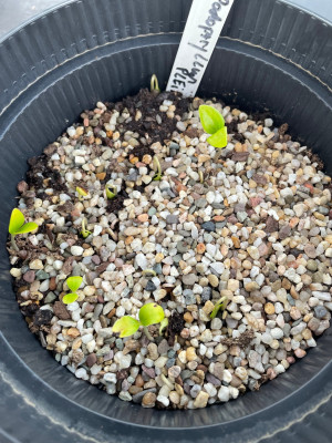 Podophyllum pleianthum Germination April Mai 2025.jpg