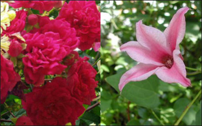 Rose_Clematis.jpg