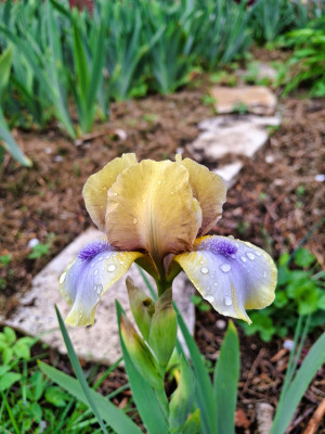 unbekannt Farbe.JPG