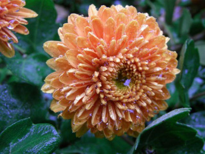 chrysantheme_007klein.jpg
