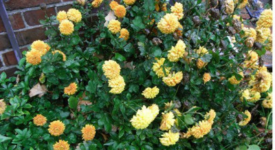 chrysantheme_013klein.jpg