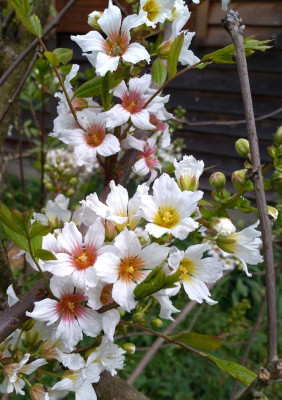 Xanthoceras sorbifolium Gelbhorn Blüte.jpg