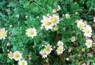 chrysantheme_012klein.jpg