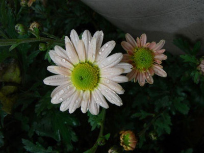 chrysantheme_003klein.jpg
