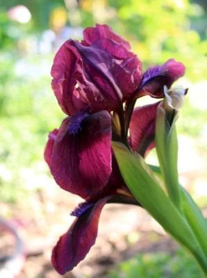 IrisCherryGarden11 Kopie.jpg