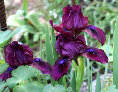 IrisCherryGarden15 Kopie.jpg