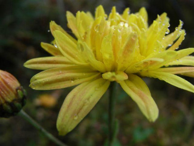 chrysantheme_016_klein.jpg