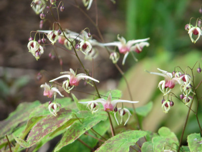 Epimedium Domino1.JPG