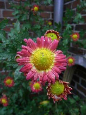 chrysantheme_002klein.jpg