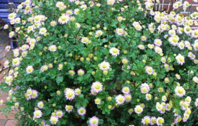 chrysantheme_001klein.jpg