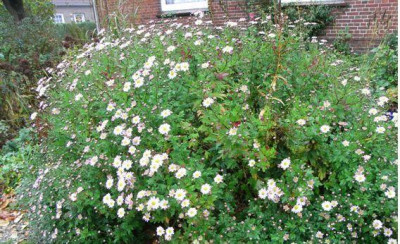 chrysantheme_011klein.jpg