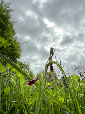 IMG_9032.jpeg