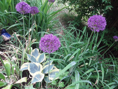 Allium im Vorgarten
