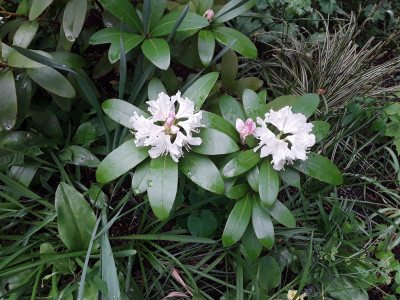 Rhododendronblüte