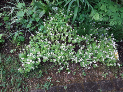 Waldmeister