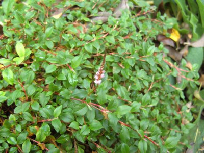 Knoeterich_fars_2008.jpg