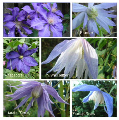 Clematis_in_blau.jpg