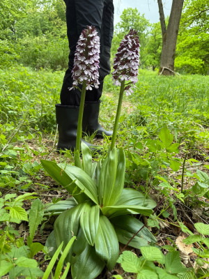 Blüten sicherlich fast 1 m hoch, hier mal mit einen Menschn zum Vergleich
