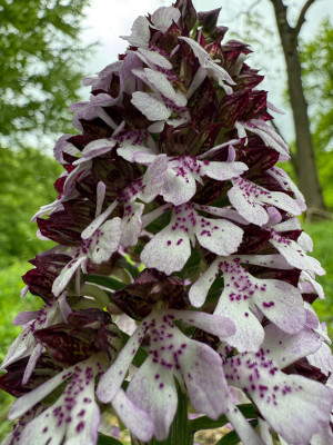 Mit schönen orchideen typischen Details