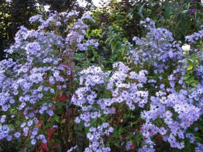 29.09.08_0017_Aster_cordif._Blue_Heaven85.JPG