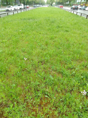 Wiese in Neuperlach bei der U-Bahn