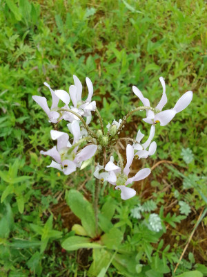 Dodecatheon WHZ 6b in München
