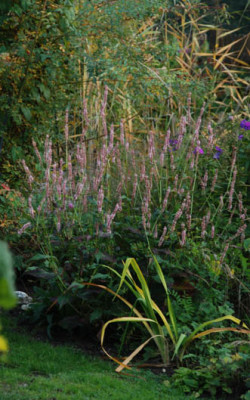 bistorta_amplexicaule_fine_pink.jpg