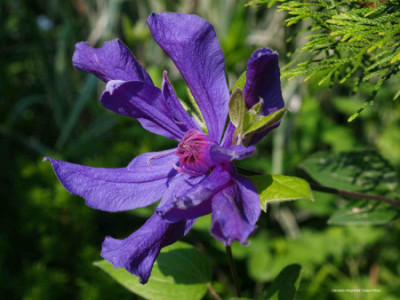 Clematis_integrifolia_Sizaja_Ptitsa.jpg