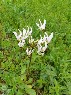 Dodecatheon