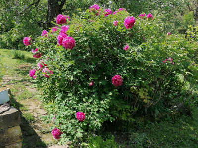 IMG_20250506_122649.jpg