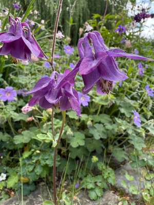IMG_8154.jpeg