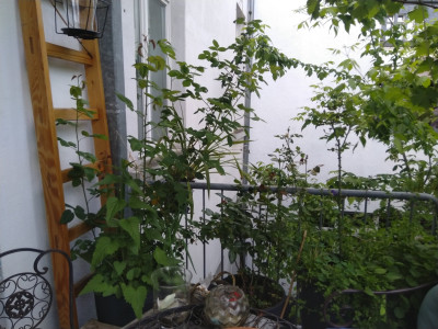 Beide Rosen nebeneinander