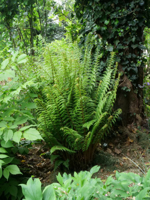 Dryopteris borreri
