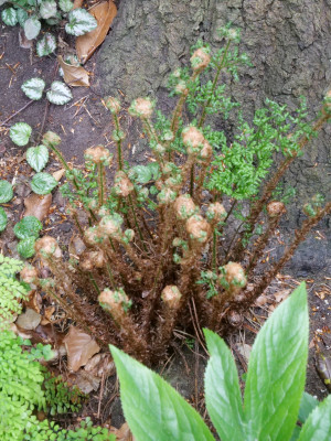 Polystichum austriaca crispa cristata