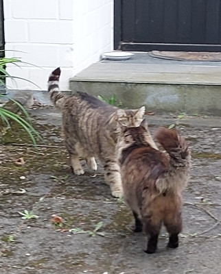 Mit Nachbarskater, keine Klopperei