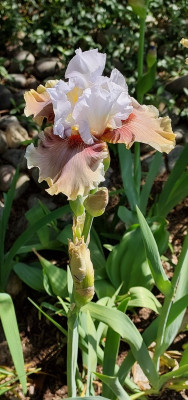 Close up von Guatemala