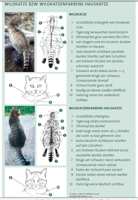 Wildkatze.png