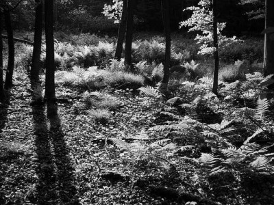wald09.jpg