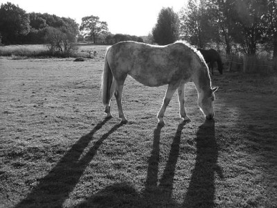 tiere04.jpg