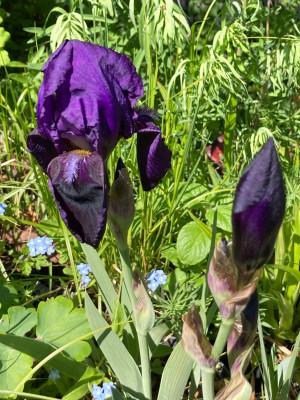 IMG_8827.jpeg