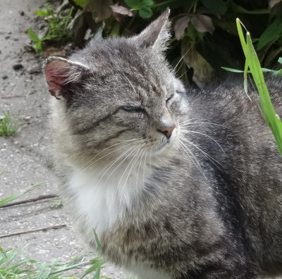 lilly02.jpg