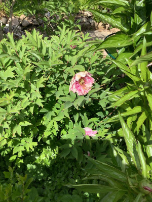 IMG_0543.jpeg