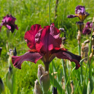 nichtPlasma f 20250506_162259.jpg