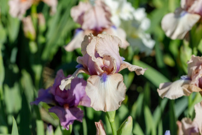 Mille Îles - IB - Iris # BH T0.jpg