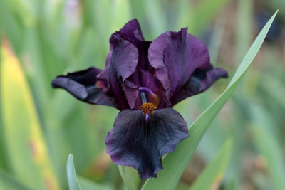 Sinister Desire # BH T0.jpg