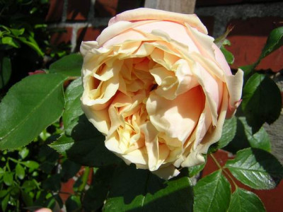 GLoireziegel.JPG