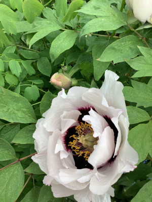 IMG_0544.jpeg