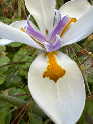 IMG_0347.jpeg