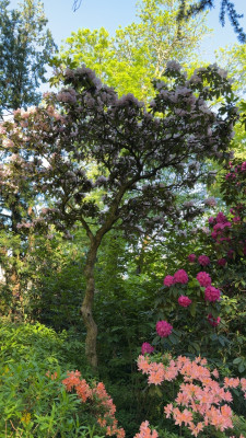 IMG_0300.jpeg