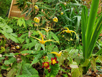 Epimedium Gold Fountain.jpg